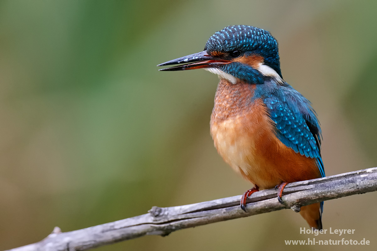 Alcedo_atthis_0804.jpg