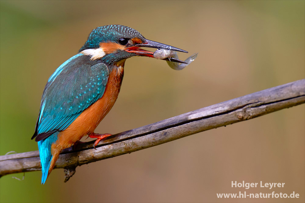 Alcedo_atthis_0889.jpg