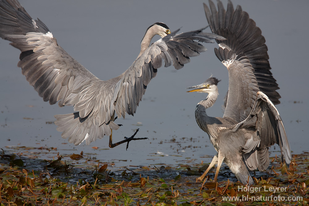 Ardea_cinerea_0476.jpg