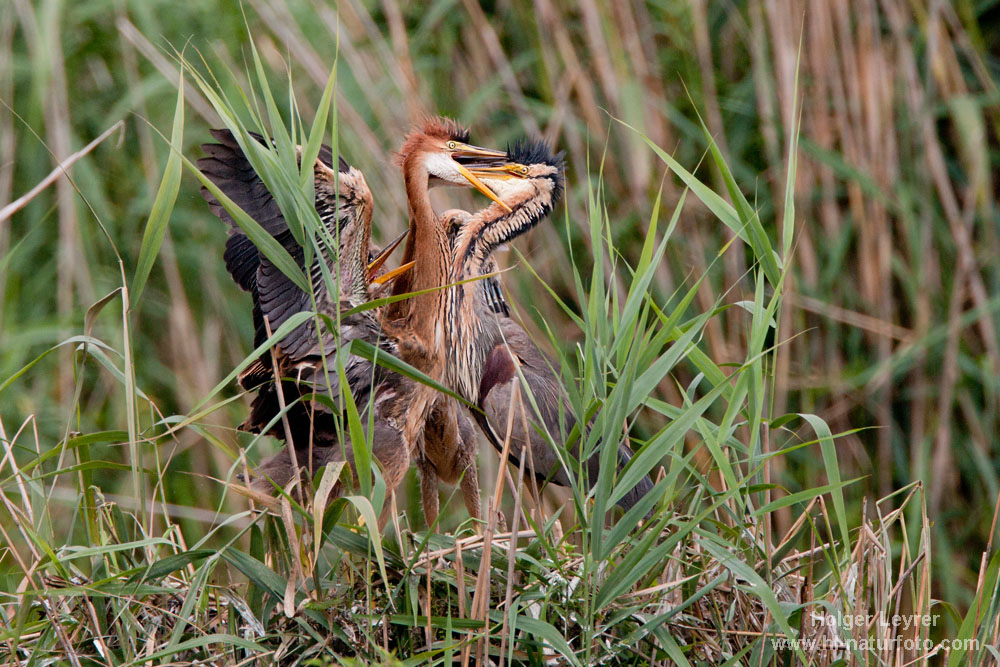 Ardea_purpurea_1427.jpg