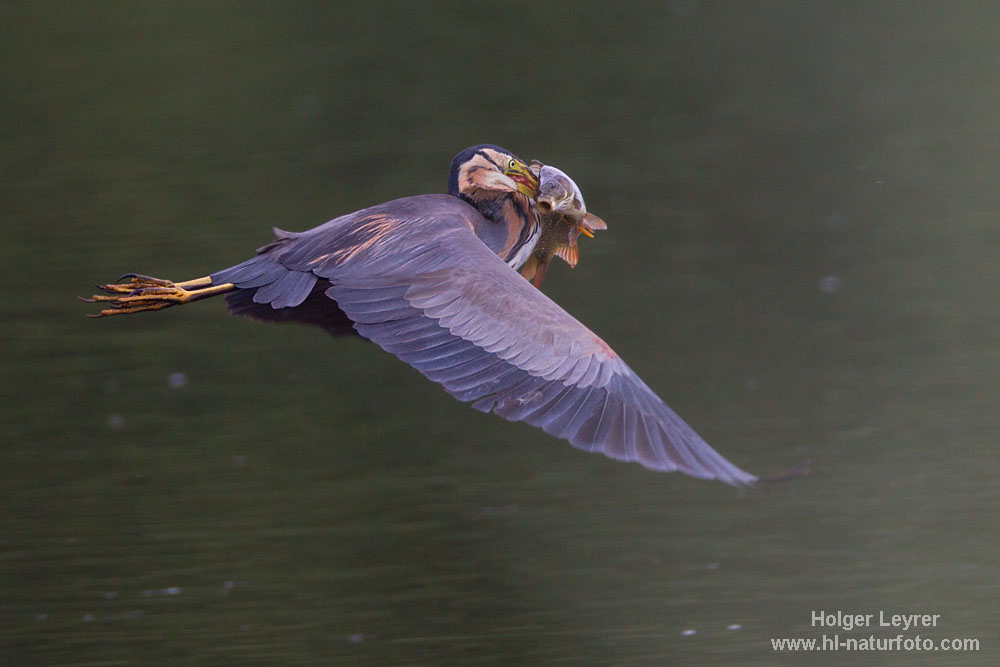 Ardea_purpurea_2099.jpg
