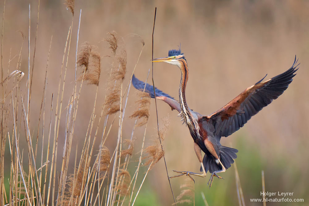 Ardea_purpurea_3044.jpg