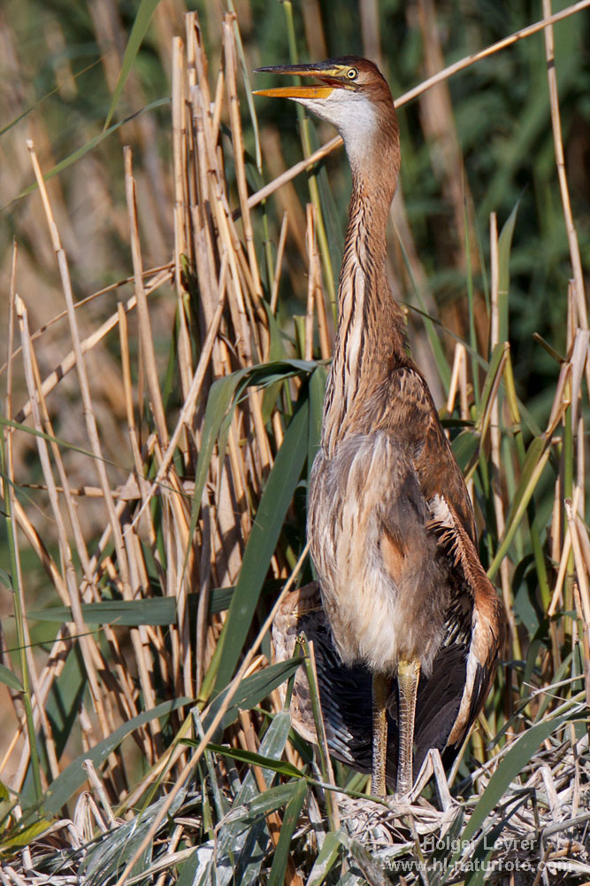 Ardea_purpurea_4978.jpg