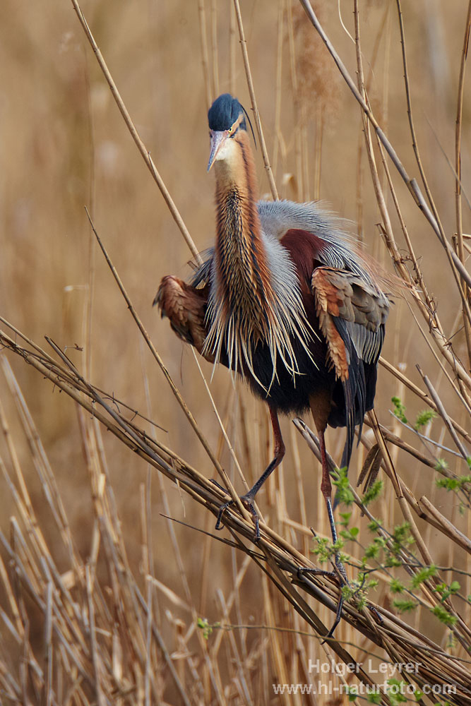 Ardea_purpurea_5457.jpg