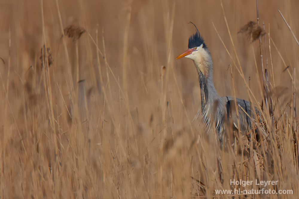 Ardea_purpurea_5515.jpg