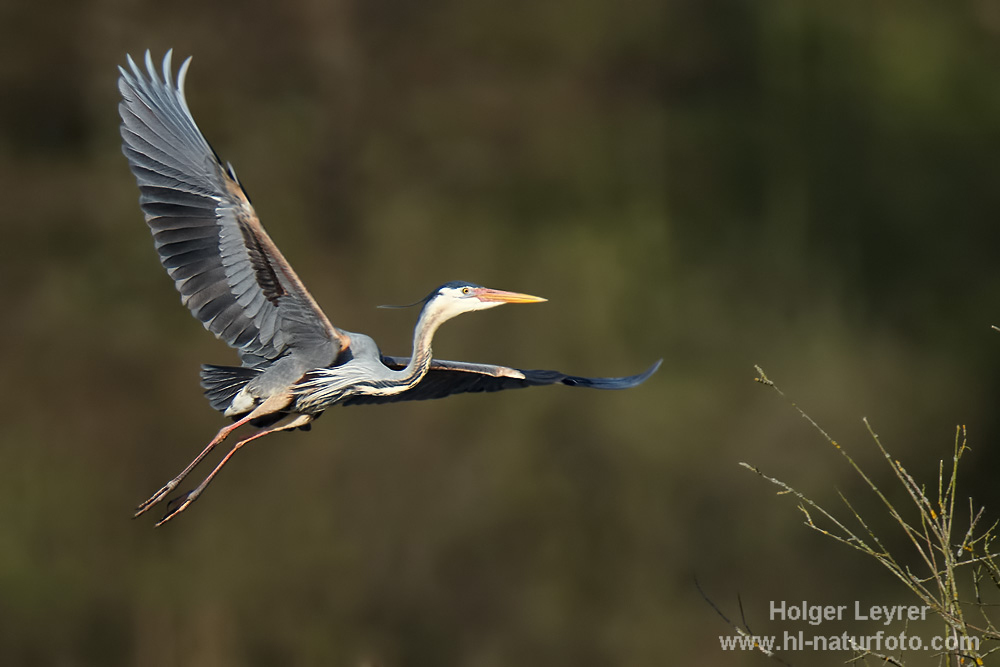 Ardea_purpurea_5522.jpg