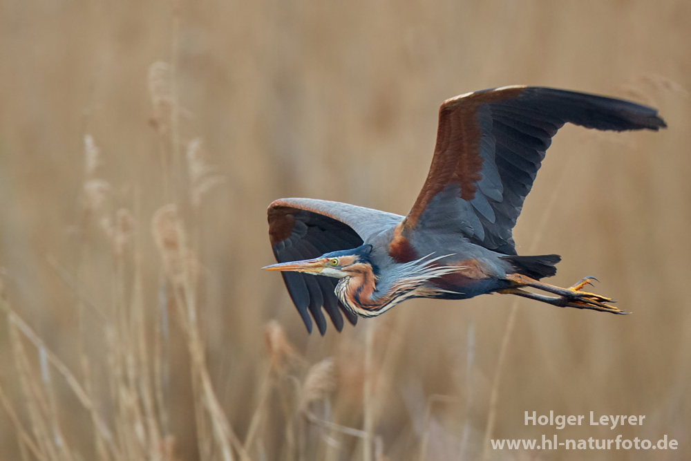 Ardea_purpurea_6509.jpg