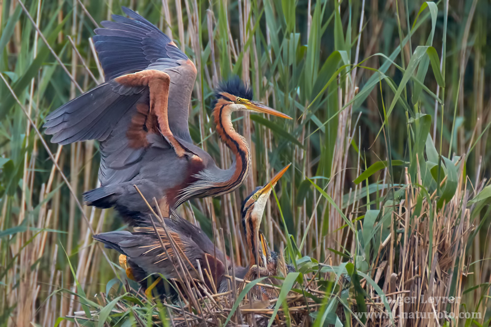 Ardea_purpurea_6690.jpg