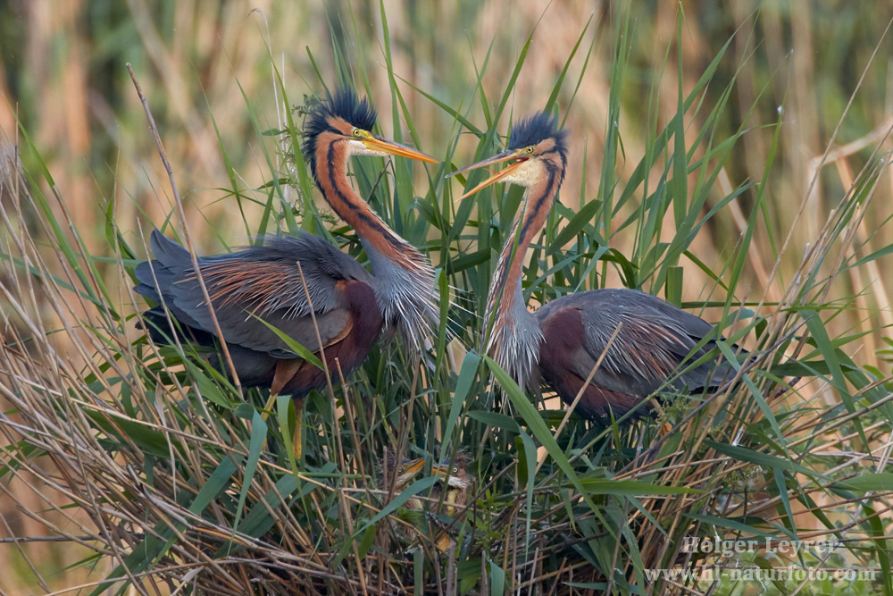 Ardea_purpurea_6718.jpg