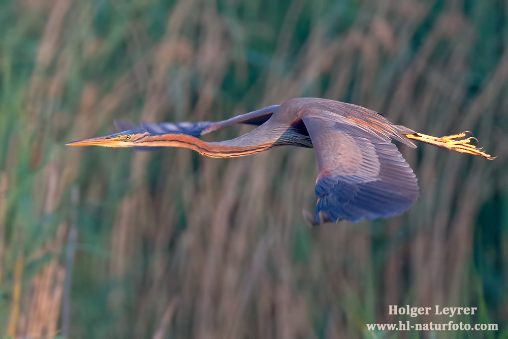 Ardea_purpurea_6745.jpg