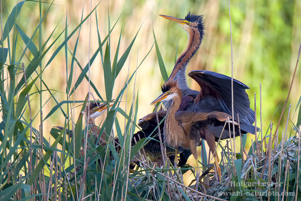 Ardea_purpurea_6756.jpg