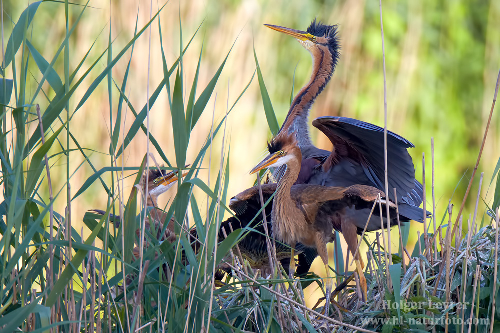 Ardea_purpurea_6756.jpg