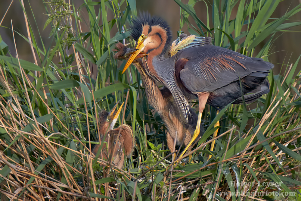 Ardea_purpurea_6811.jpg