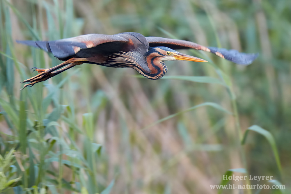 Ardea_purpurea_6853.jpg