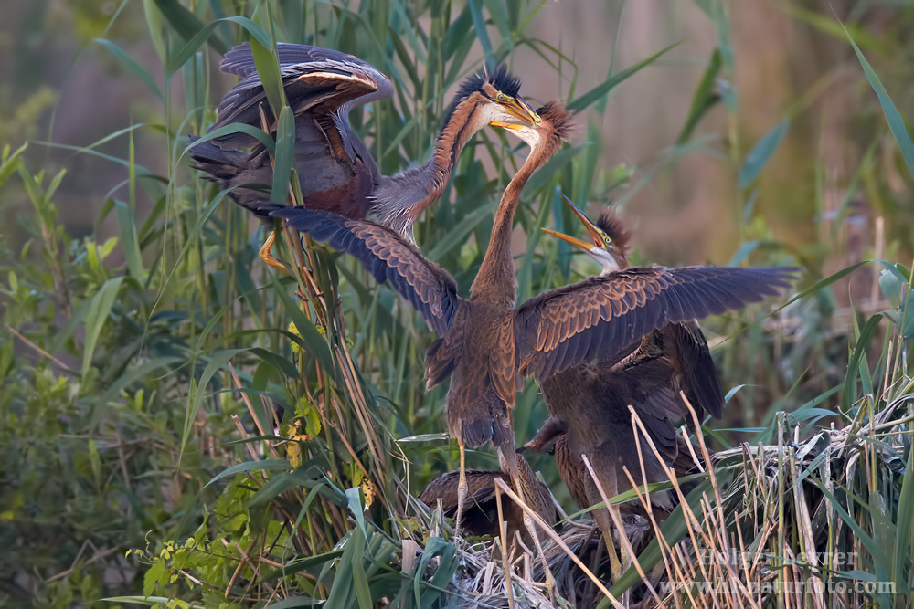 Ardea_purpurea_6875.jpg