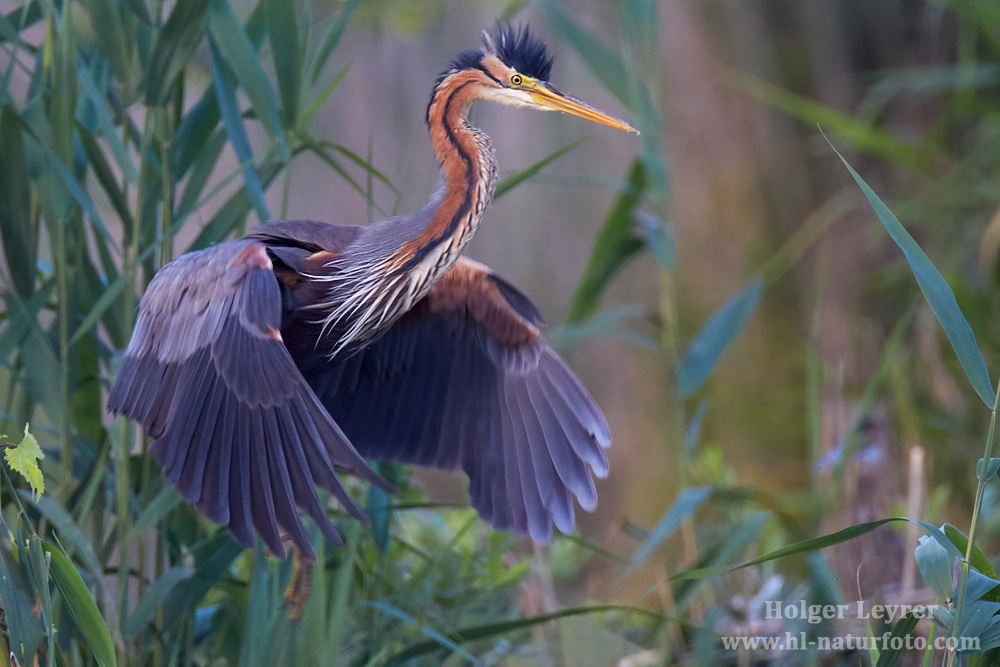 Ardea_purpurea_6884.jpg