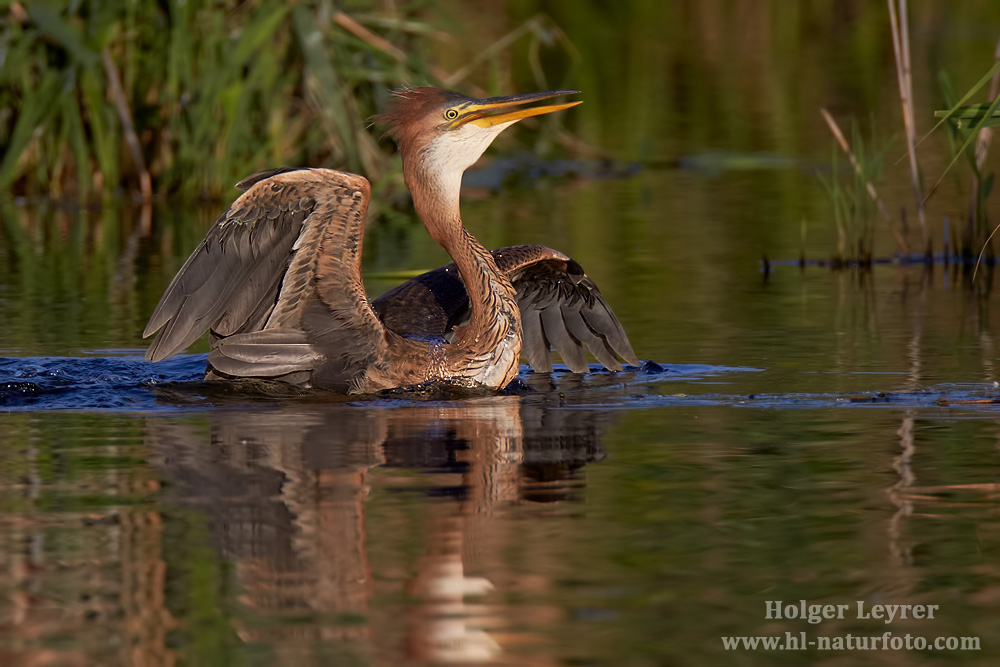 Ardea_purpurea_7102.jpg