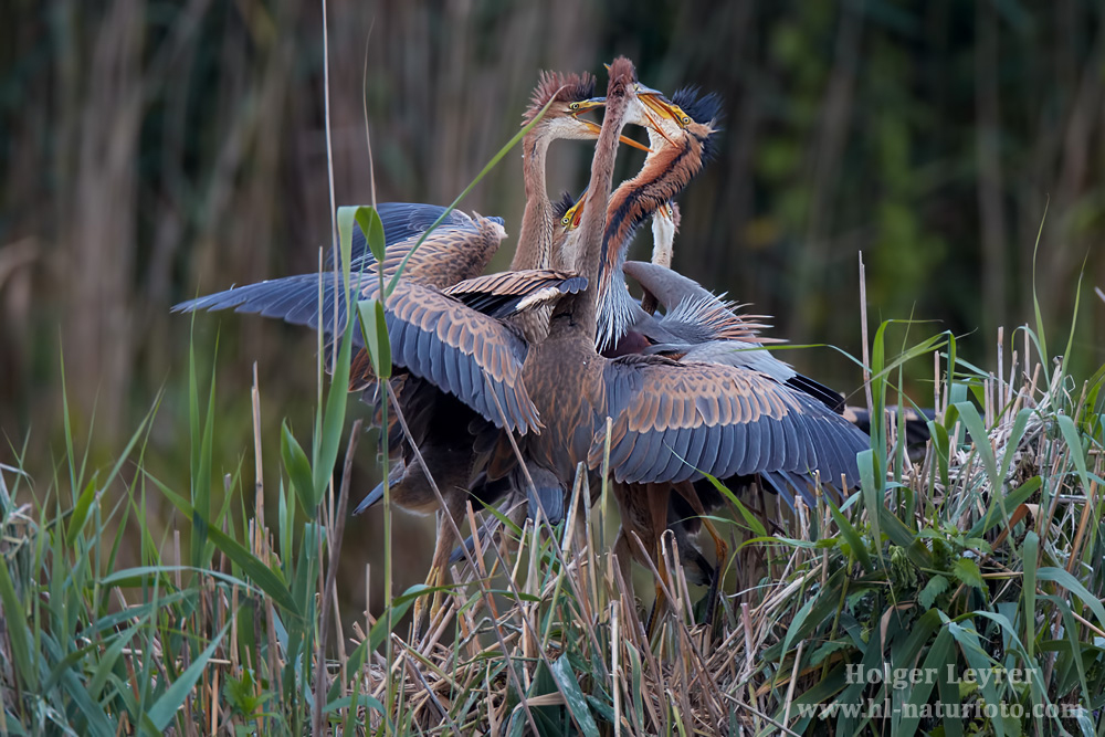 Ardea_purpurea_7312.jpg