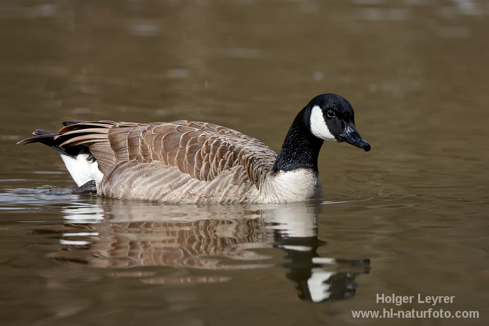 Branta_canadensis_0184.jpg