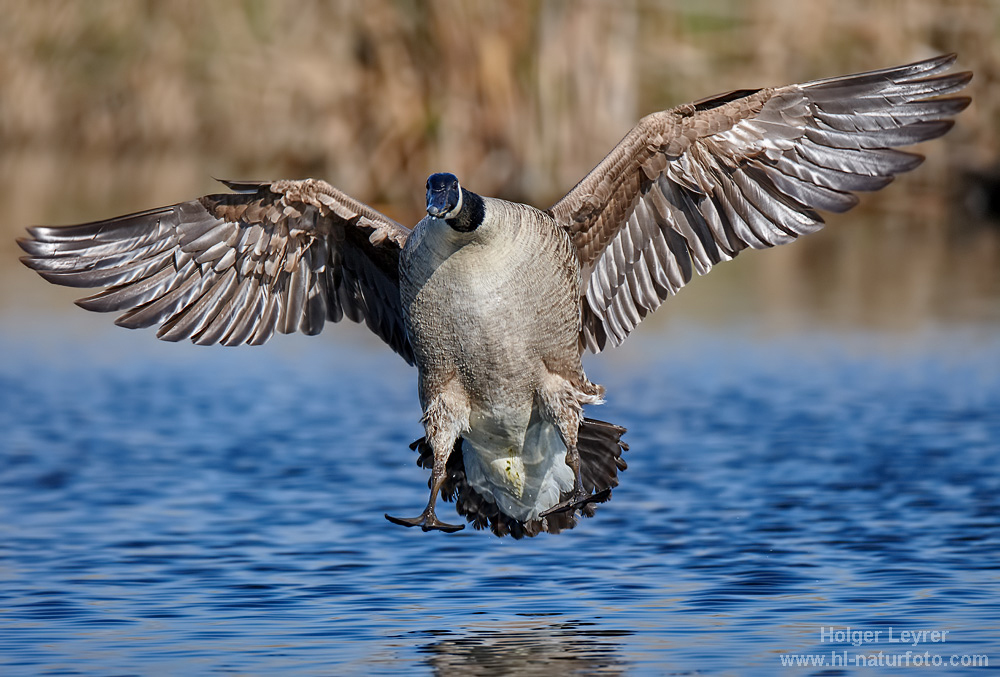 Branta_canadensis_0190.jpg