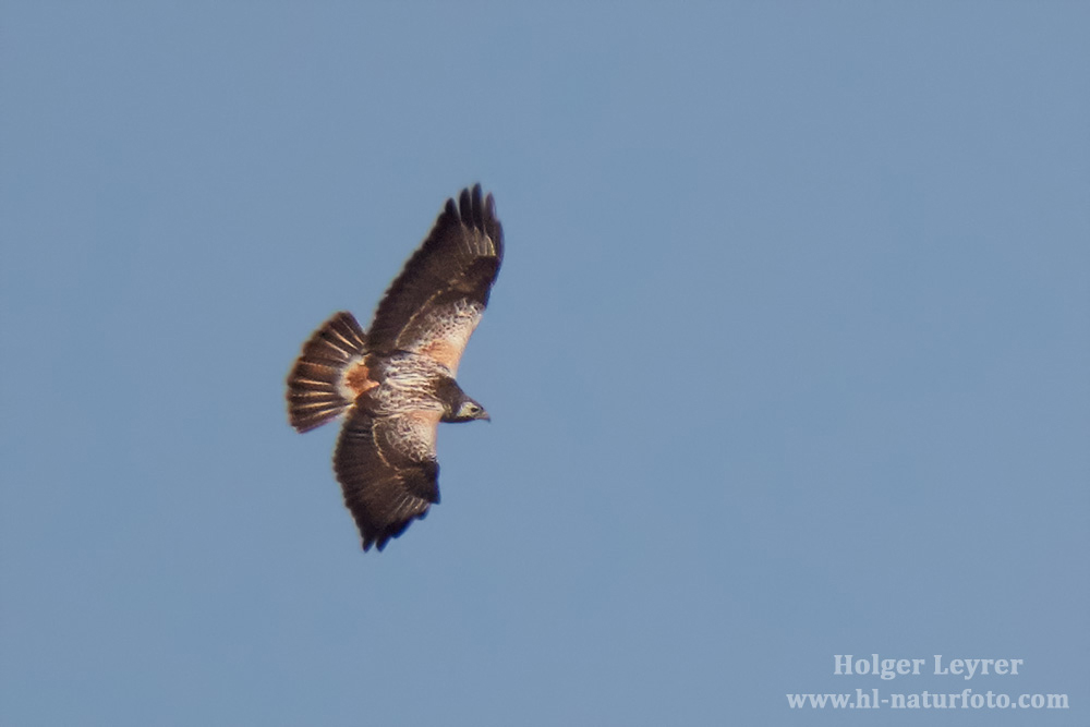 Buteo_buteo_0044.jpg