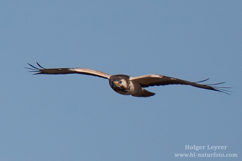 Buteo_buteo_0050.jpg