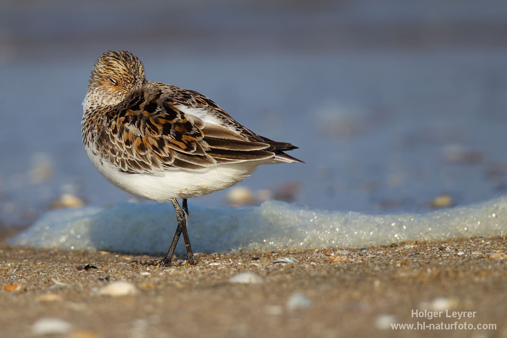 Calidris_alba_0760.jpg