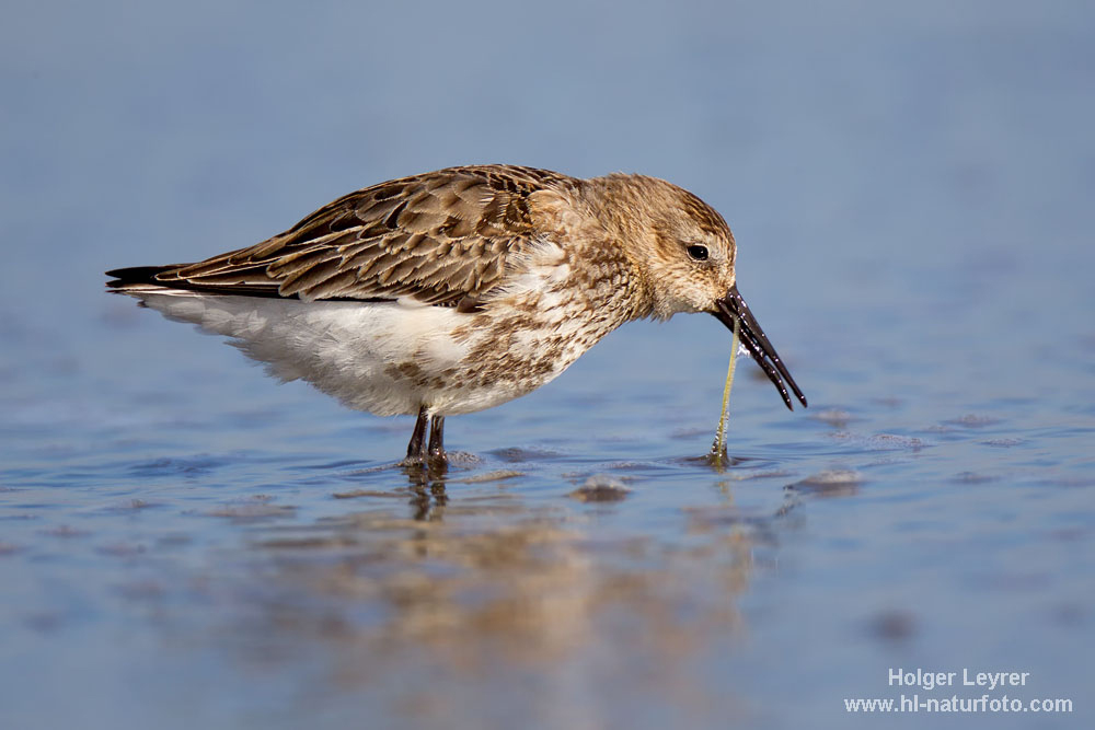 Calidris_alpina_0229.jpg