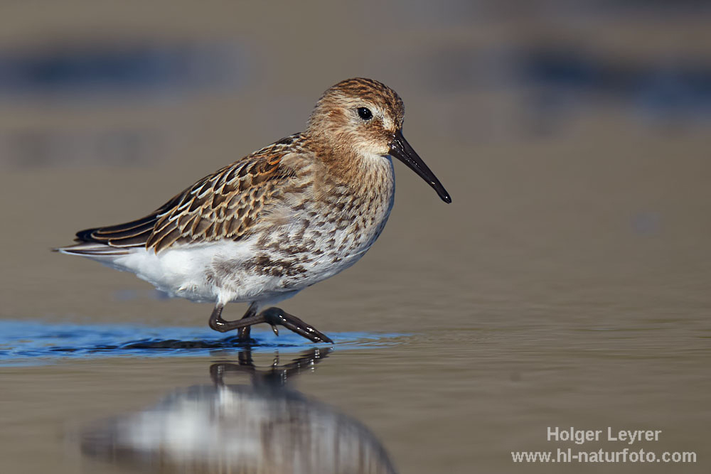 Calidris_alpina_0502.jpg