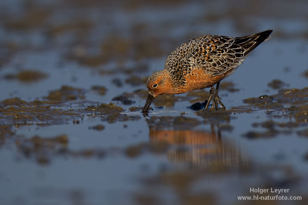 Calidris_canutus_0299.jpg