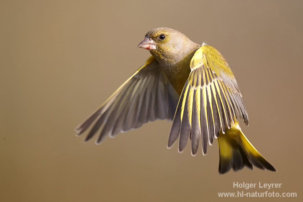 Carduelis_chloris_0430.jpg