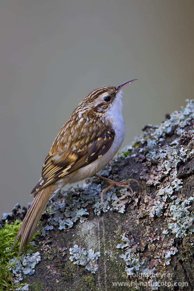 Certhia_familiaris_0016.jpg