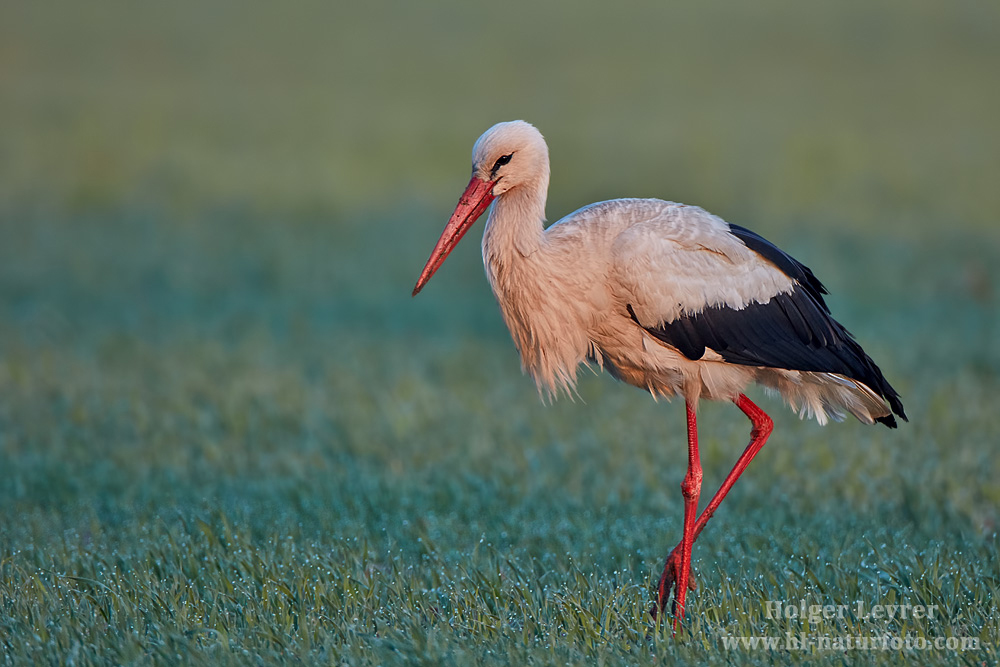 Ciconia_ciconia_0114.jpg