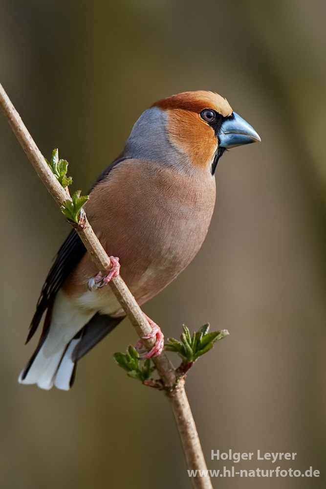 Coccothraustes_coccothraustes_0323.jpg