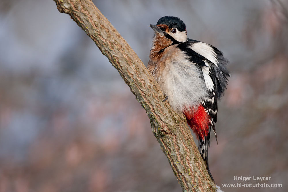 Dendrocopos_major_0224.jpg