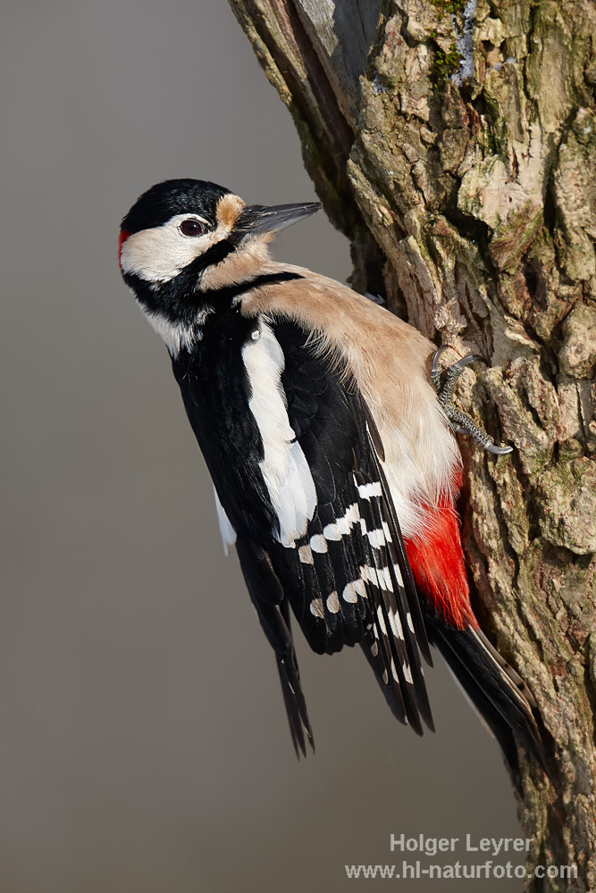 Dendrocopos_major_0786.jpg