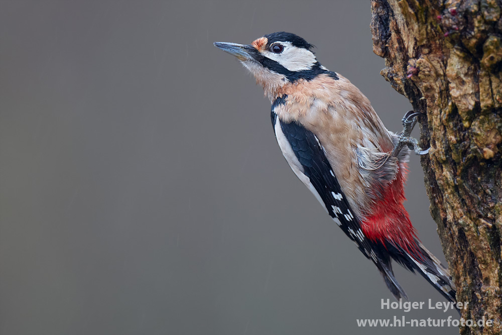 Dendrocopos_major_0924.jpg