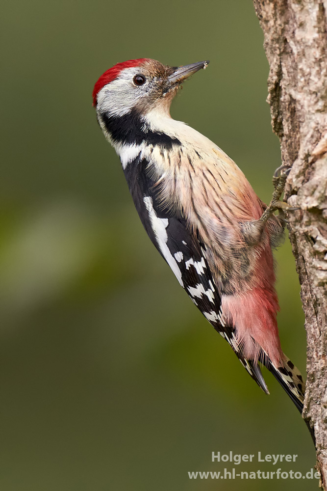 Dendrocopos_medius_0062.jpg
