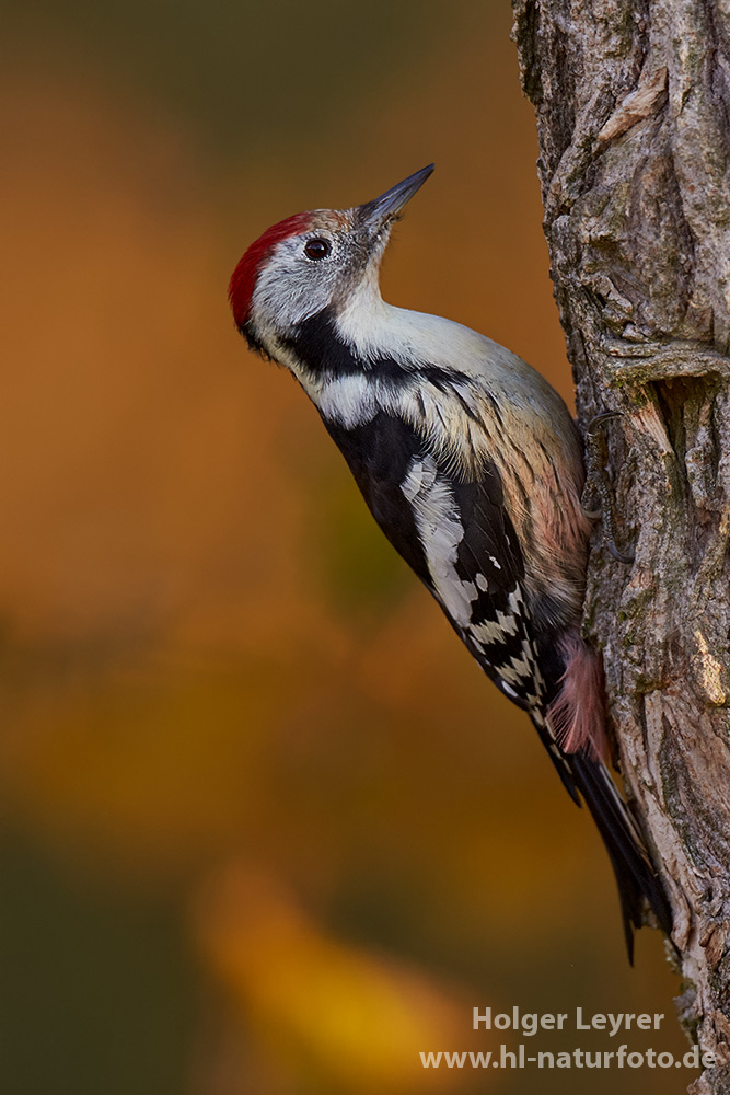Dendrocopos_medius_0064.jpg