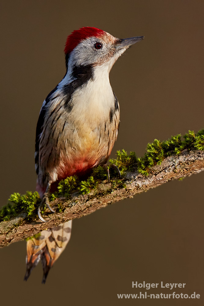 Dendrocopos_medius_0137.jpg