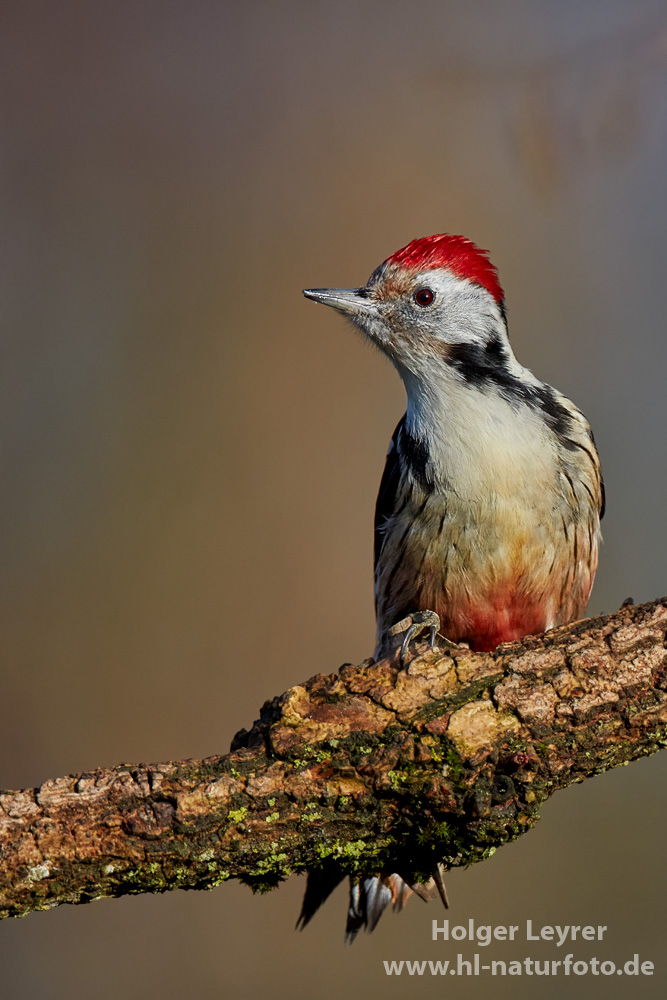 Dendrocopos_medius_0140.jpg