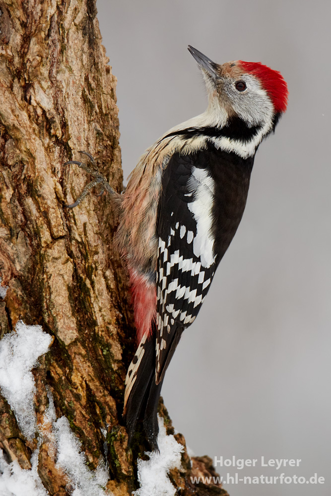 Dendrocopos_medius_0166.jpg