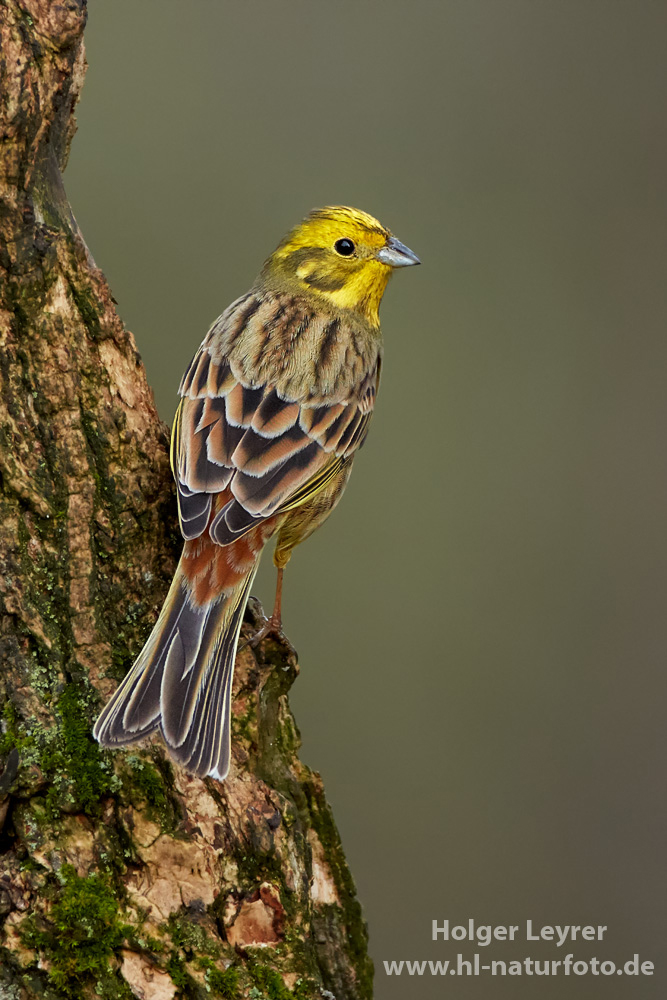 Emberiza_citrinella_0113.jpg