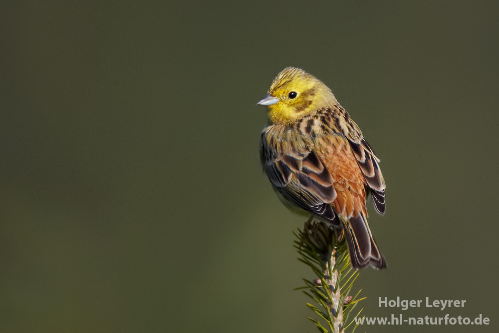 Emberiza_citrinella_0128.jpg