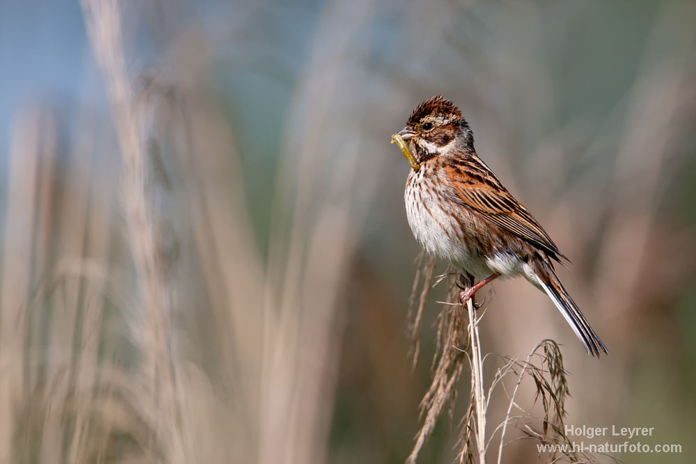 Emberiza_schoeniclus_0037.jpg