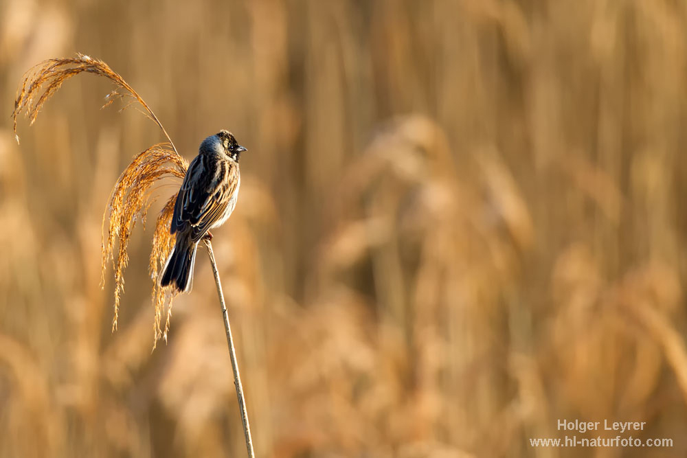 Emberiza_schoeniclus_0114.jpg