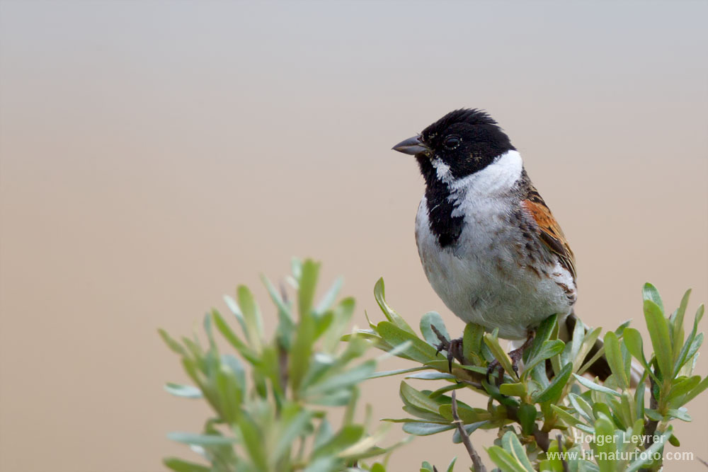 Emberiza_schoeniclus_0115.jpg