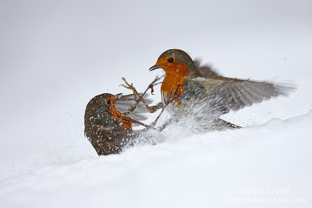 Erithacus_rubecula_0160.jpg