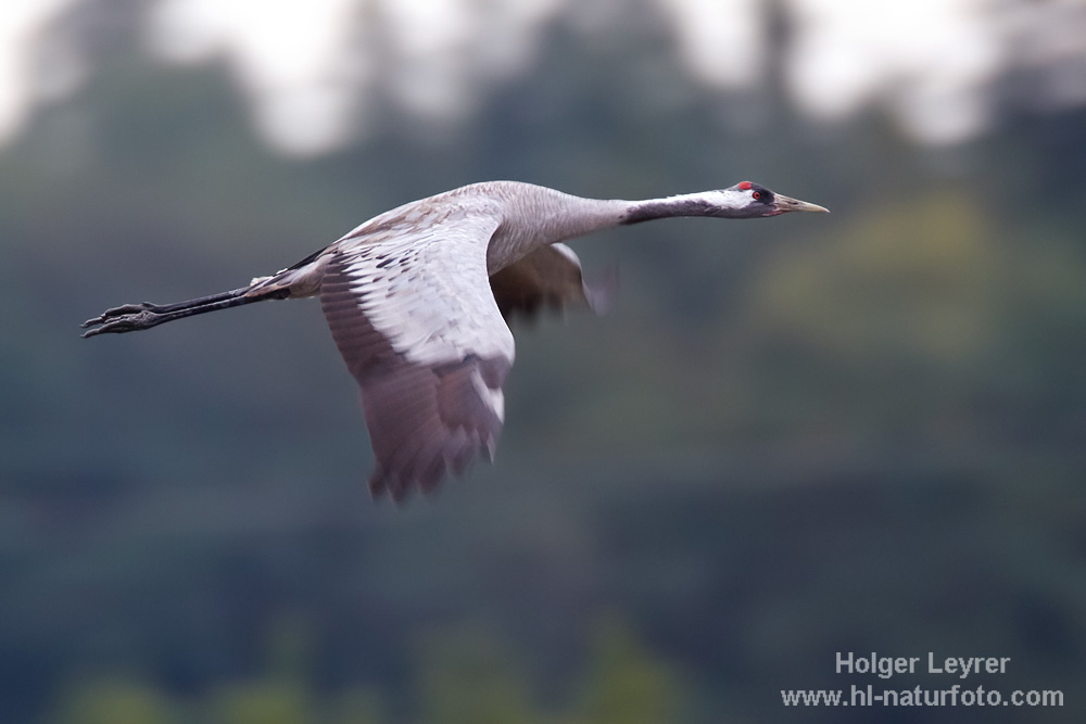 Grus_grus_0018.jpg