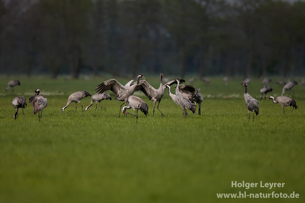 Grus_grus_0077.jpg